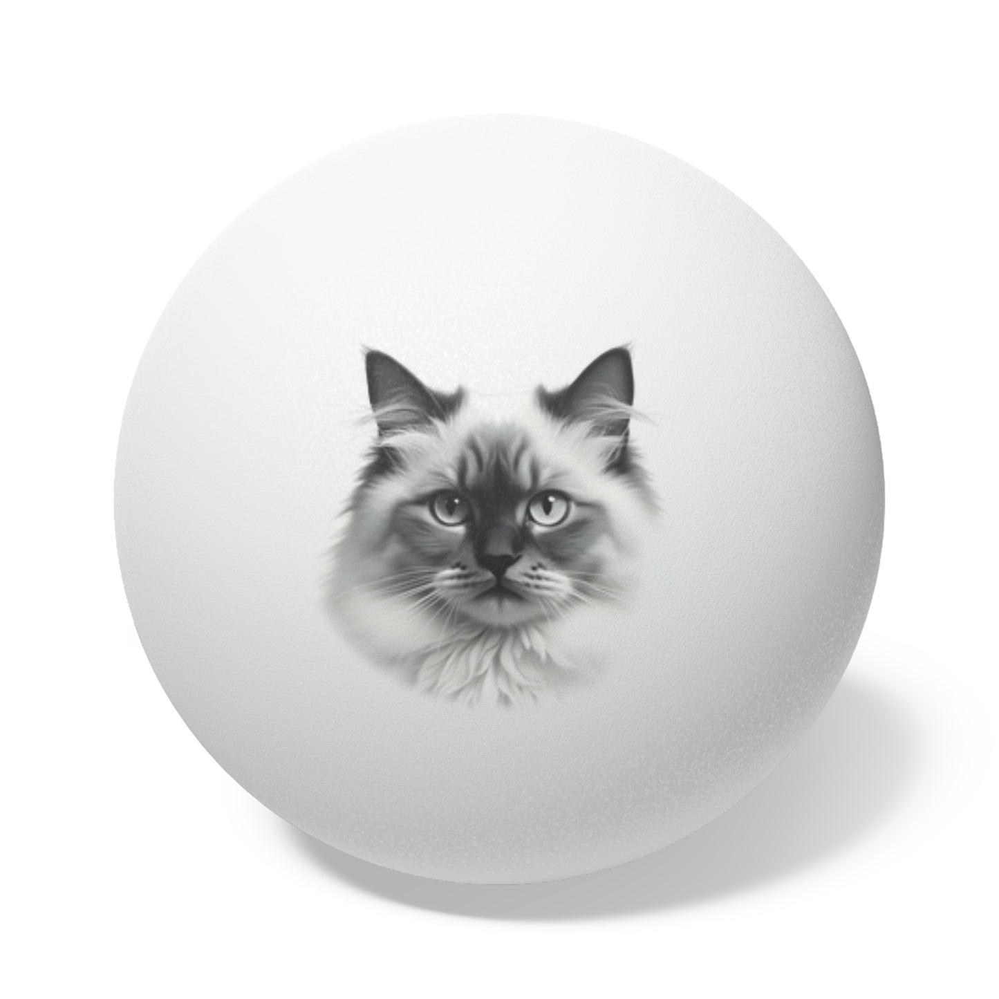 Ragdoll Cat
